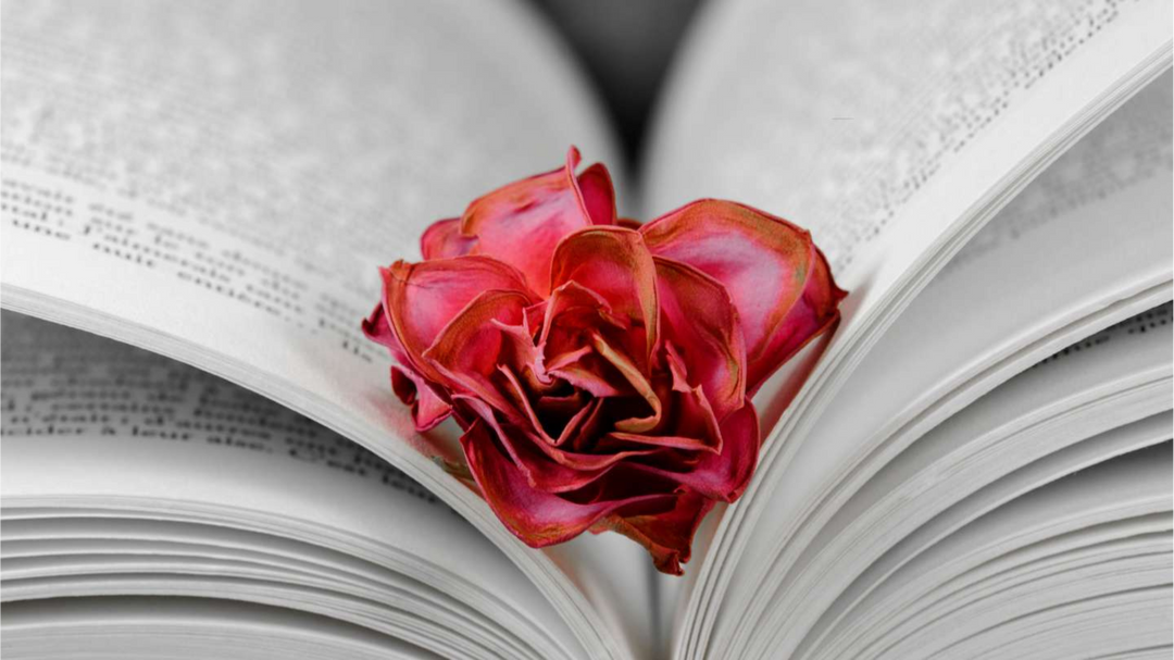 An open book with a dried red rose placed between the pages, symbolizing romance and the beauty of reading.