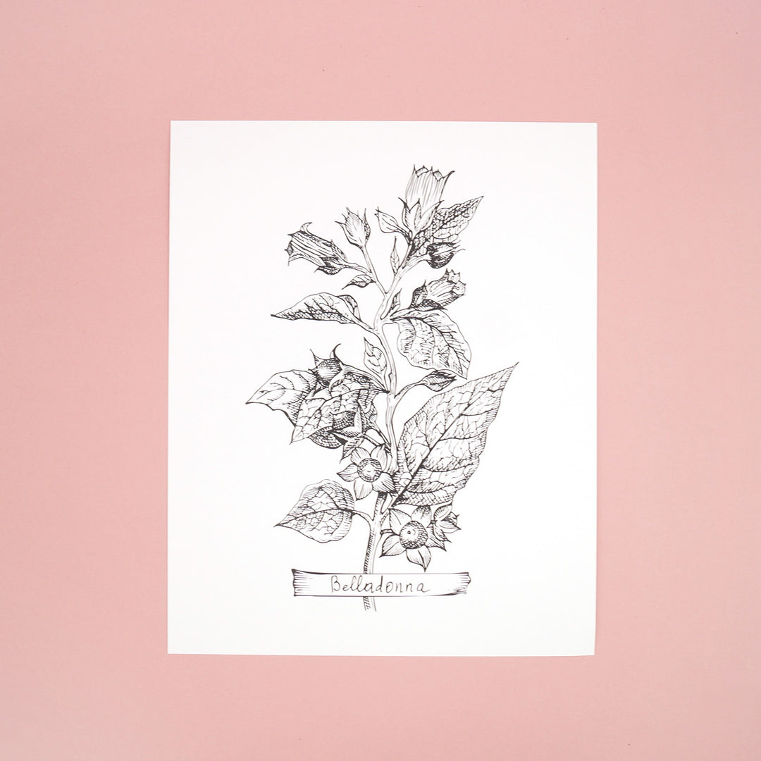 A white paper on a pink background with a black drawing of belladonna