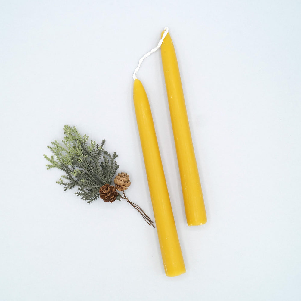 a pair of yellow beeswax taper candles next to a sprig of a plant and small pinecones