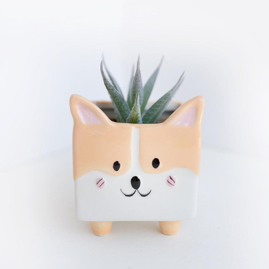 Ceramic planter shaped like a corgi. Inside is a fake succulent.